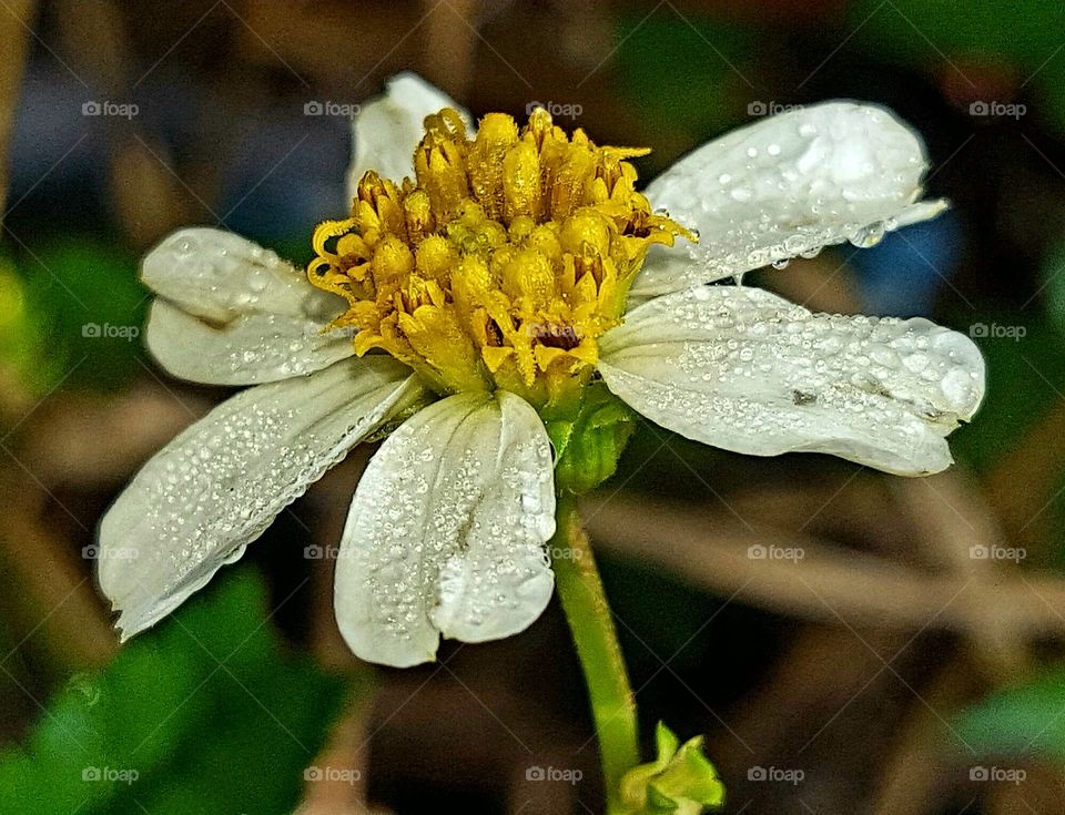 Nature, Flower, Flora, No Person, Garden