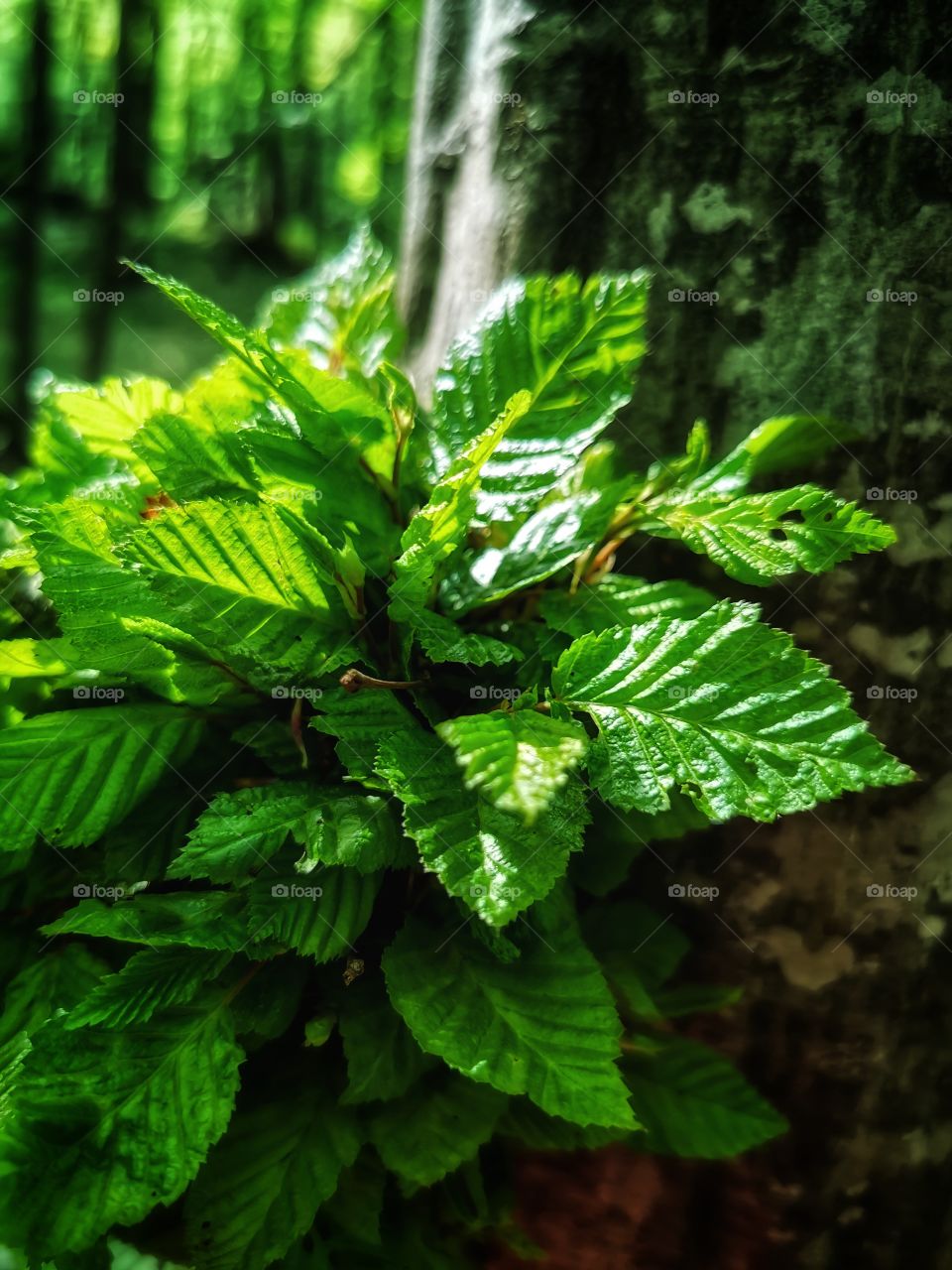 Plants green day forest