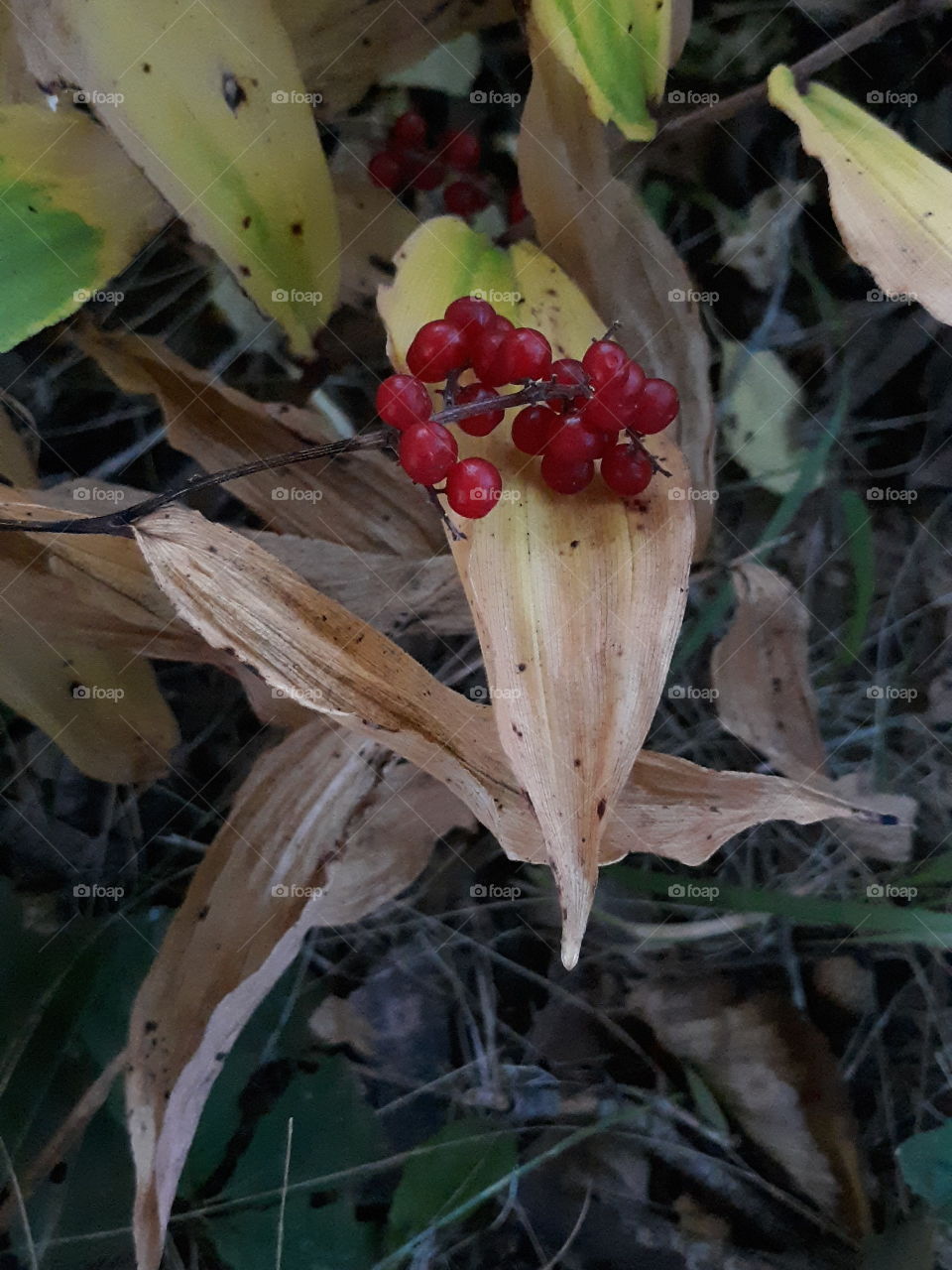 red berries