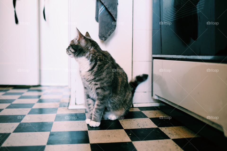 Kitten sitting on the floor 