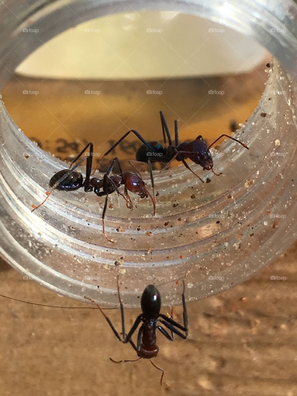 Three biting bull worker ants on rim of glass jar full length closeup pincers and legs