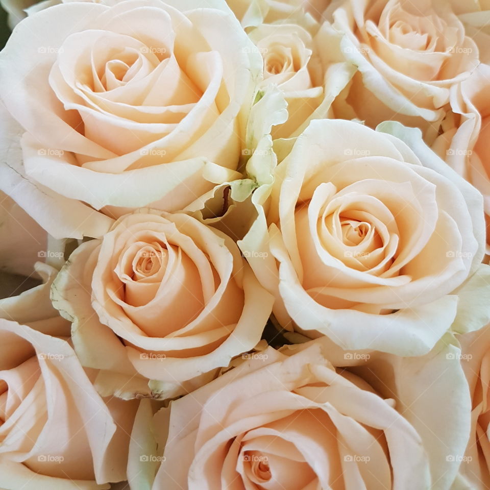Rose, Love, Wedding, Bouquet, Flower