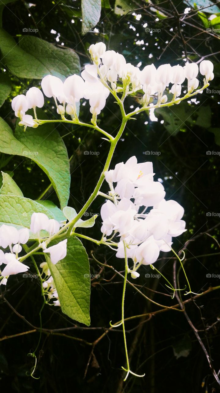 white flower