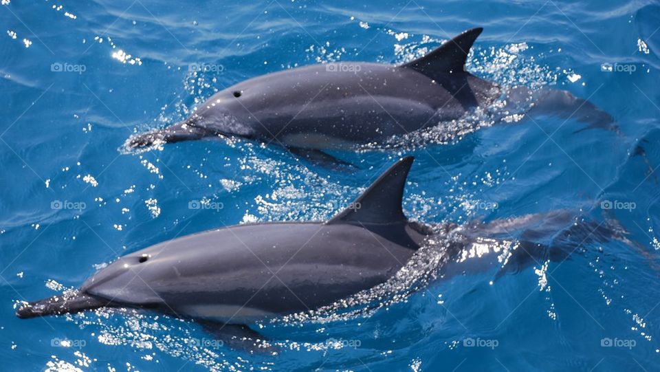Dolphins in love