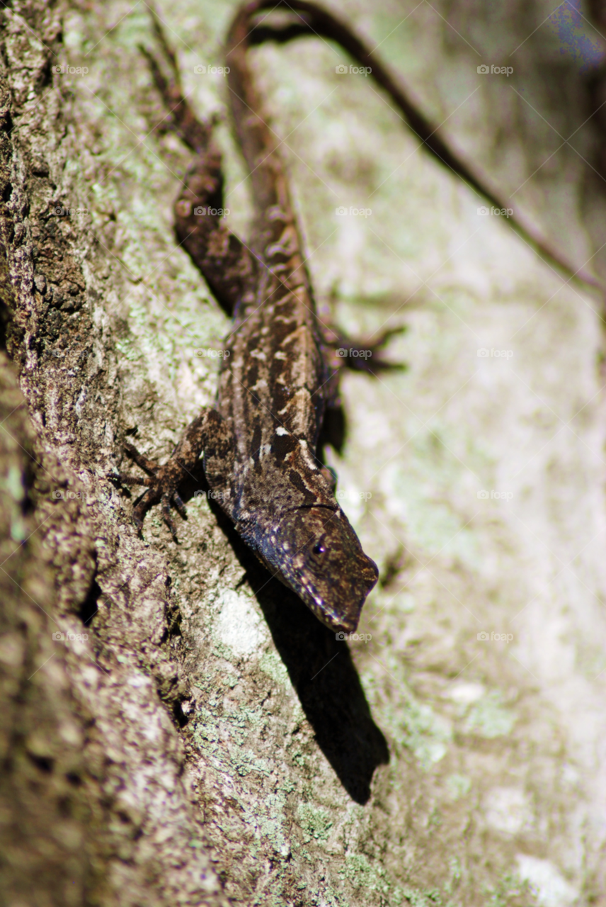 animals lizard reptile reptiles by sher4492000