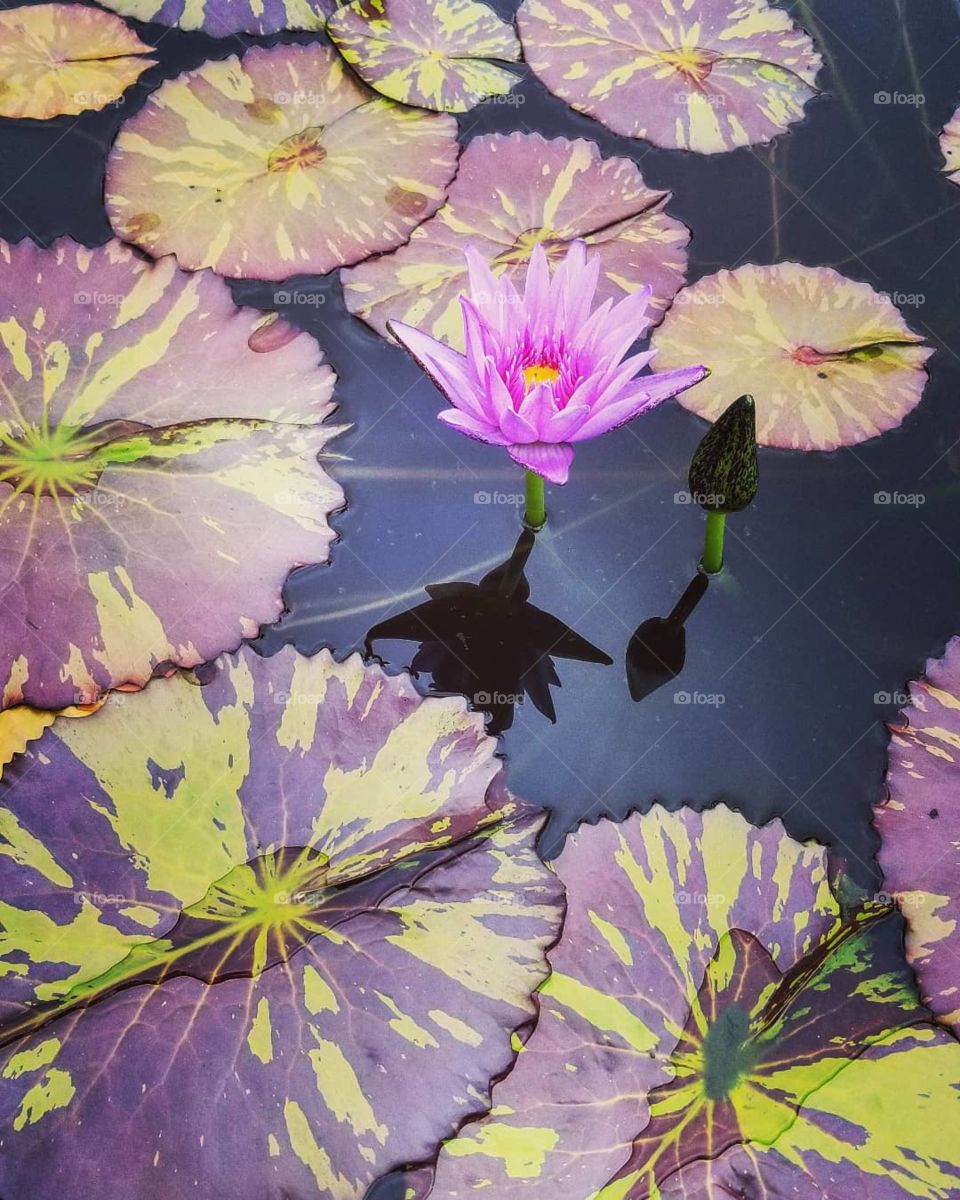 Lilly pads at the arboretum