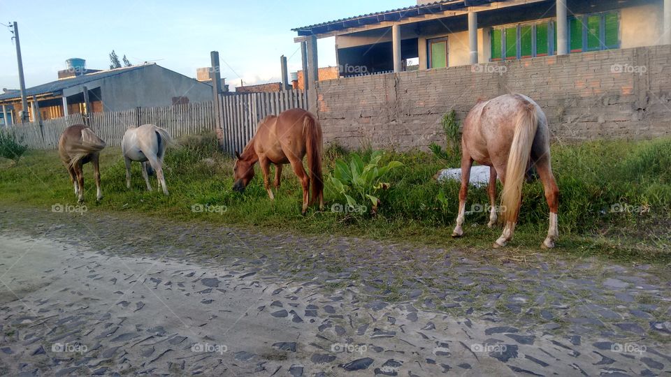 cavalo brasileiro pastando na rua.praia de Pinhal sul