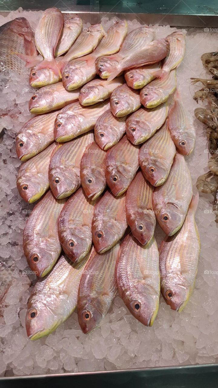 Fresh Snapper