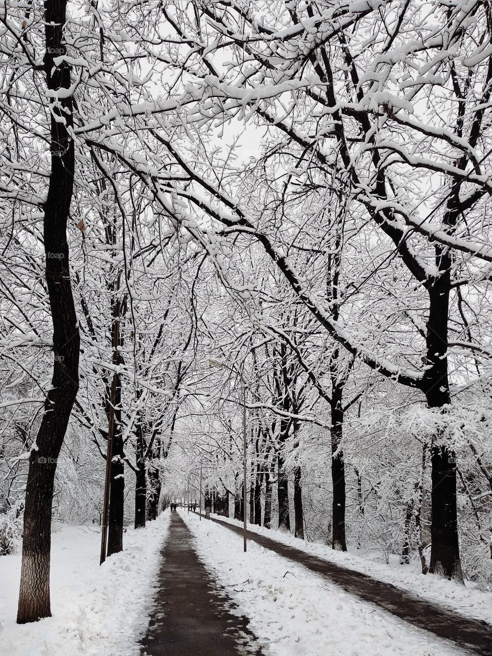 Oak Alley in winter