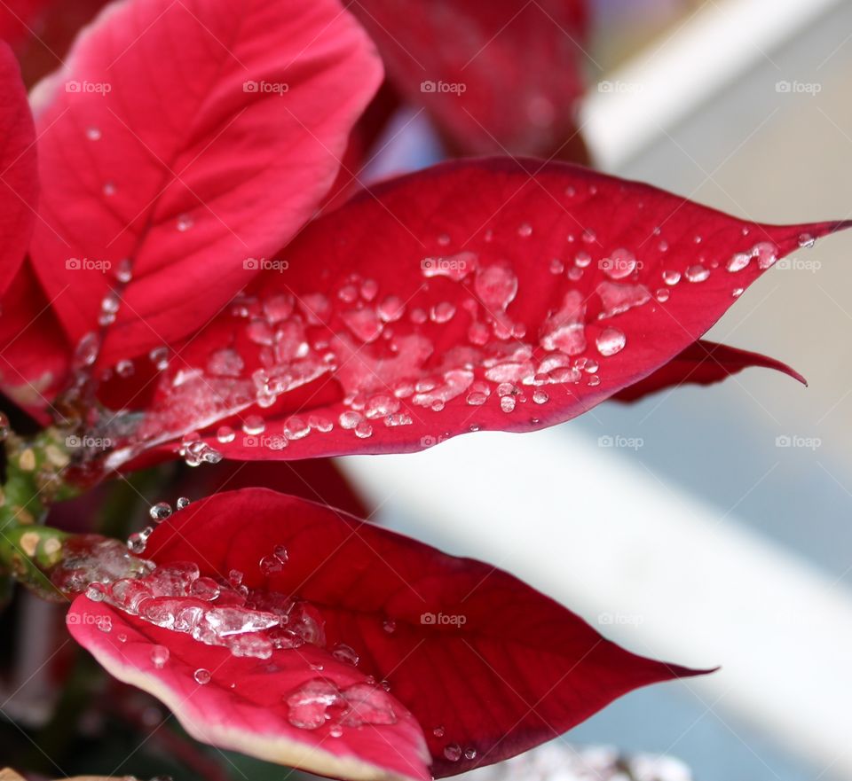 Poinsettia leaf ice