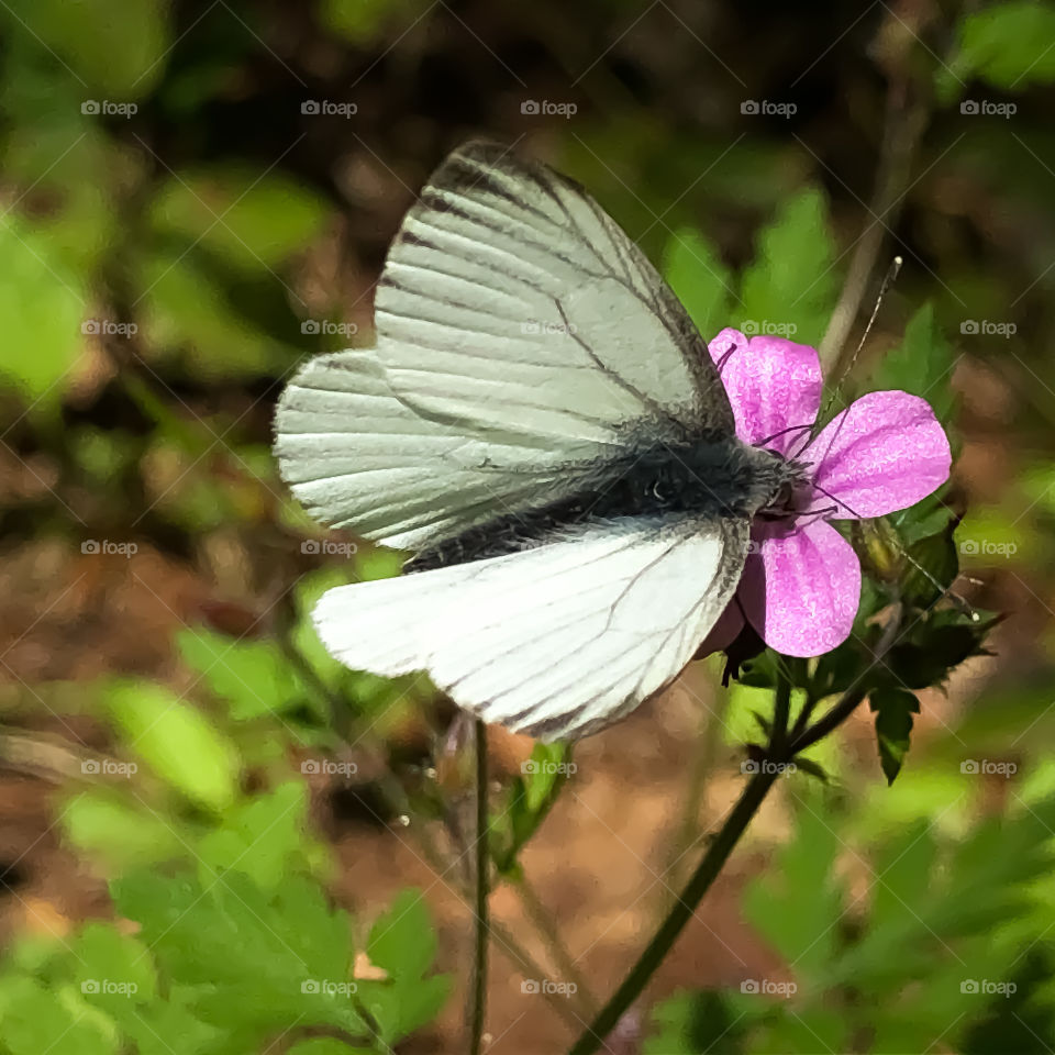 White Butterfly - Color of freedom 
