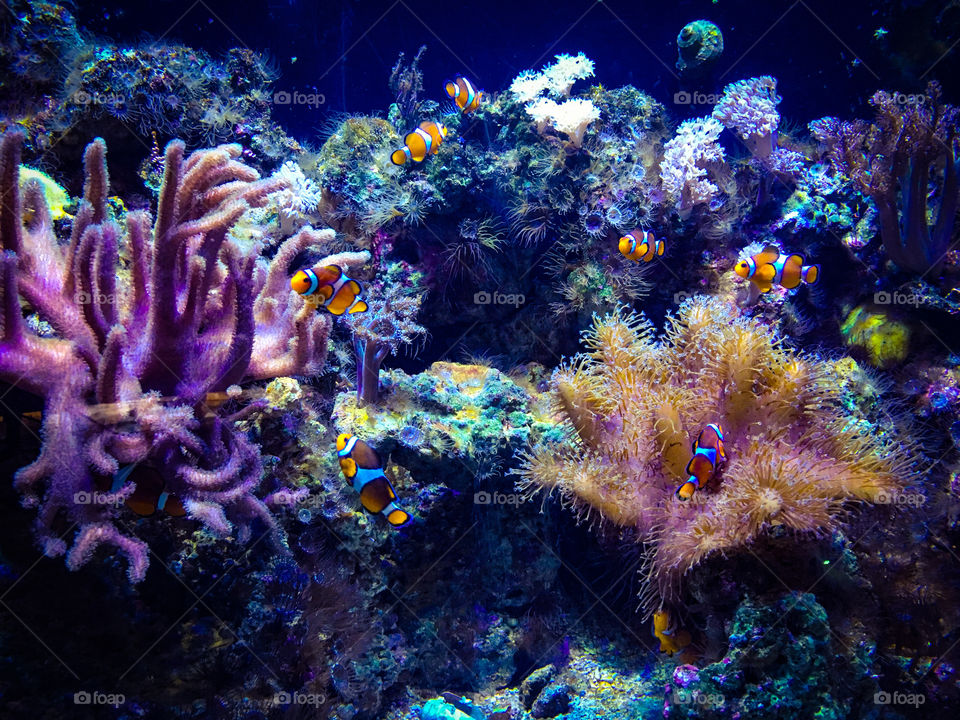 Nemos at Bracelona Aquarium