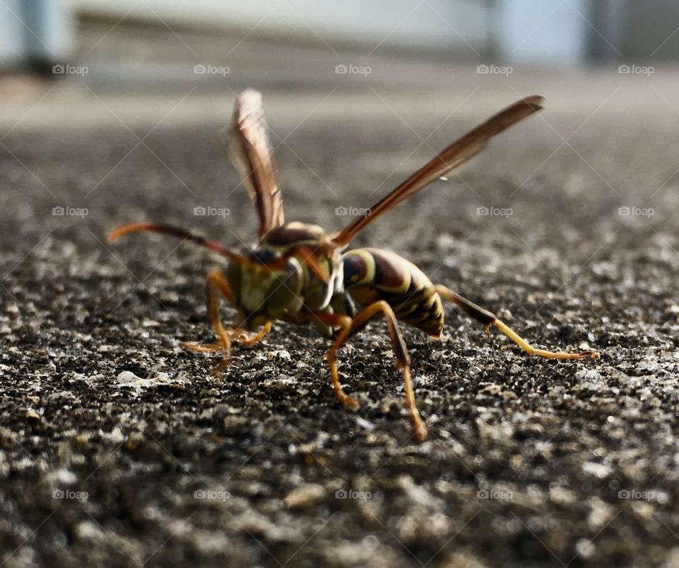 Paper wasp....in December??
