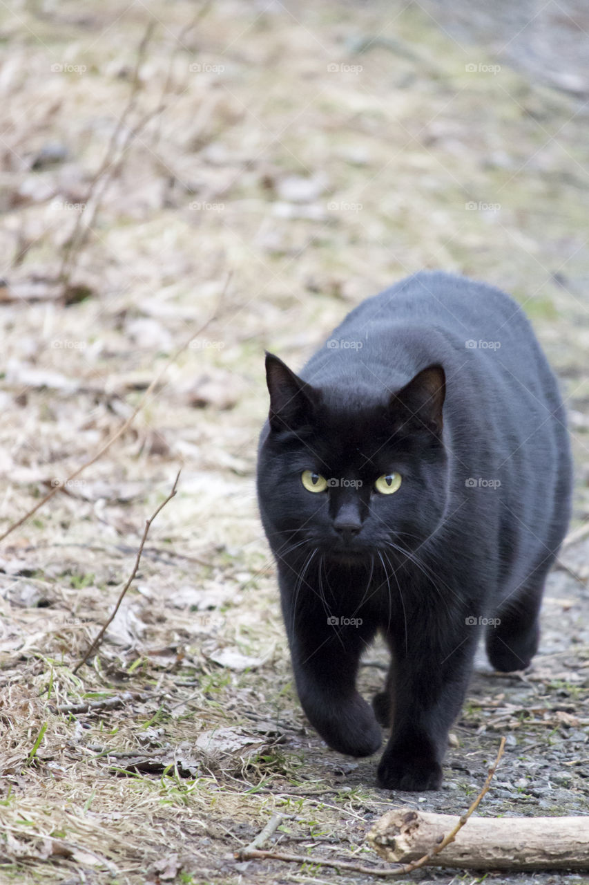 Black cat with yellow eyes  on the hunt - svart katt med gula ögon på jakt 