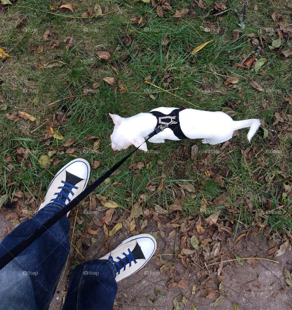 Chickie goes for a walk.