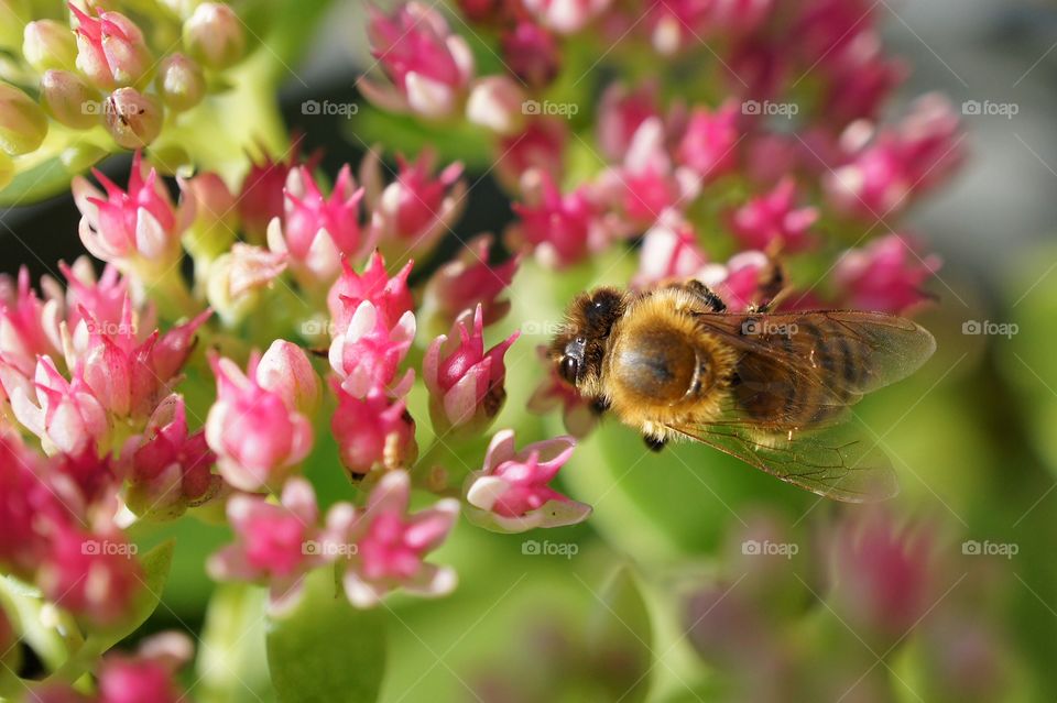 Bee looking for nectar