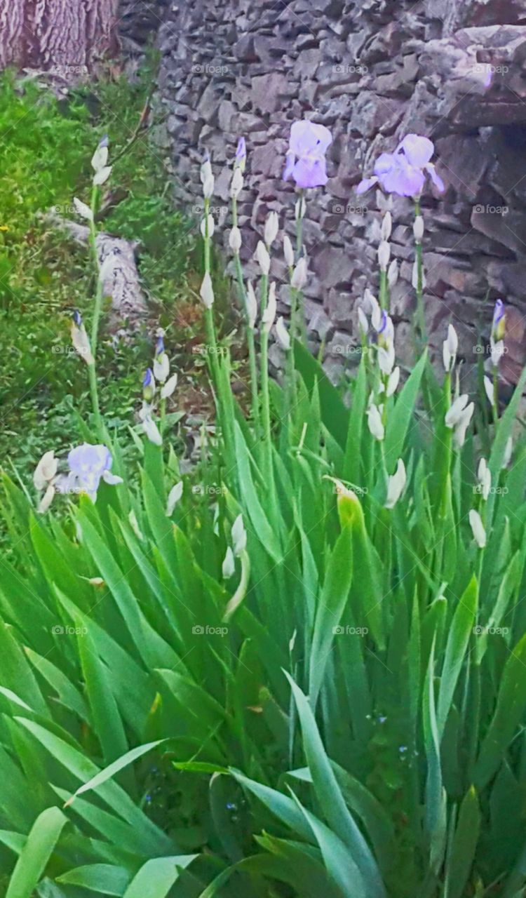 Iris beauty