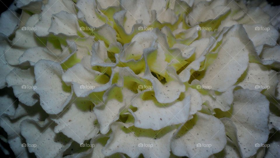 Beautiful white yellowish Marigold flower