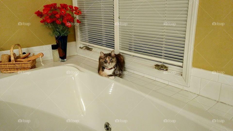 Cat joins in my morning ritual