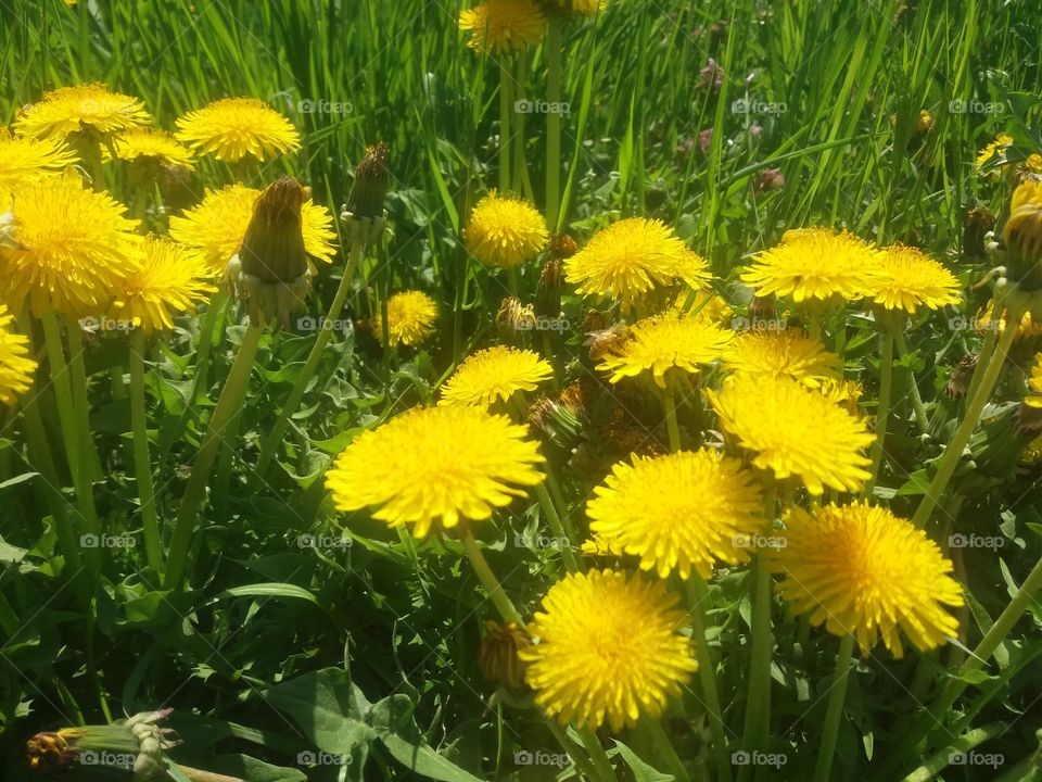 Flower, Flora, Nature, Summer, Grass