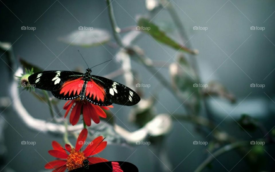 cute butterfly