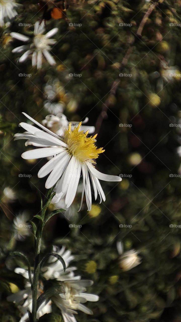 Macro photo of a summer plant