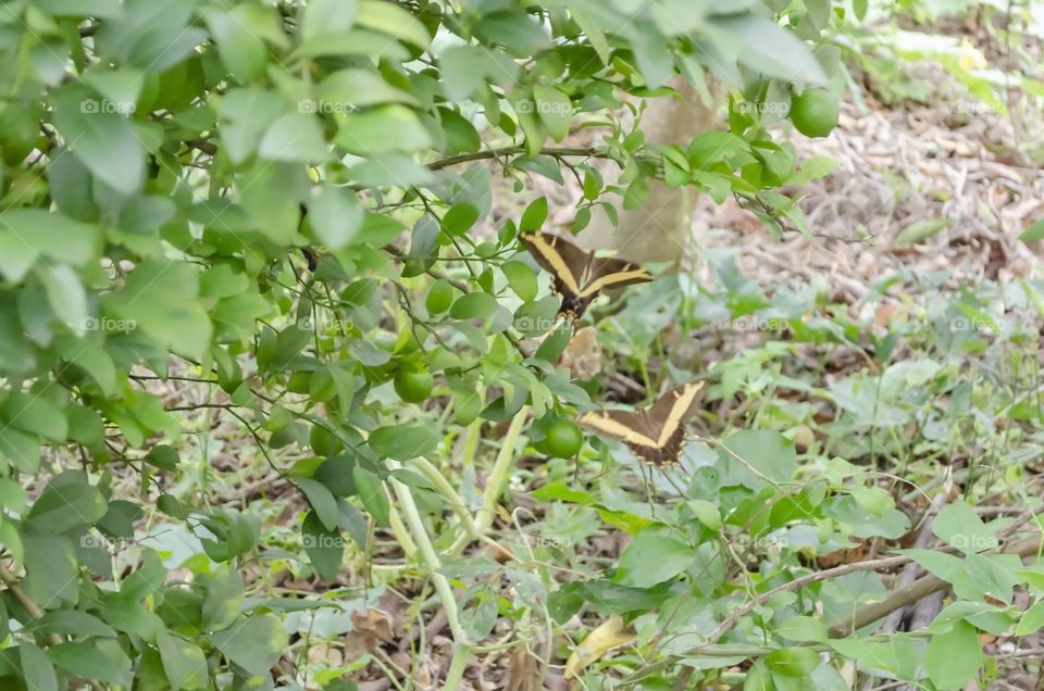 Butterfly Approaching Lime Yree