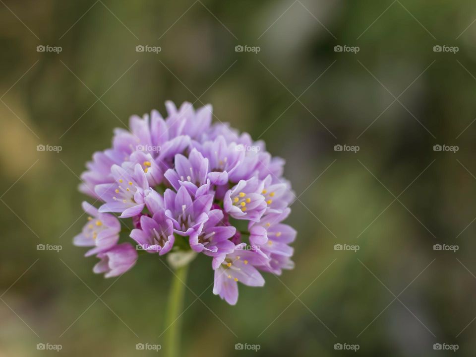 Small pink spring time blooms