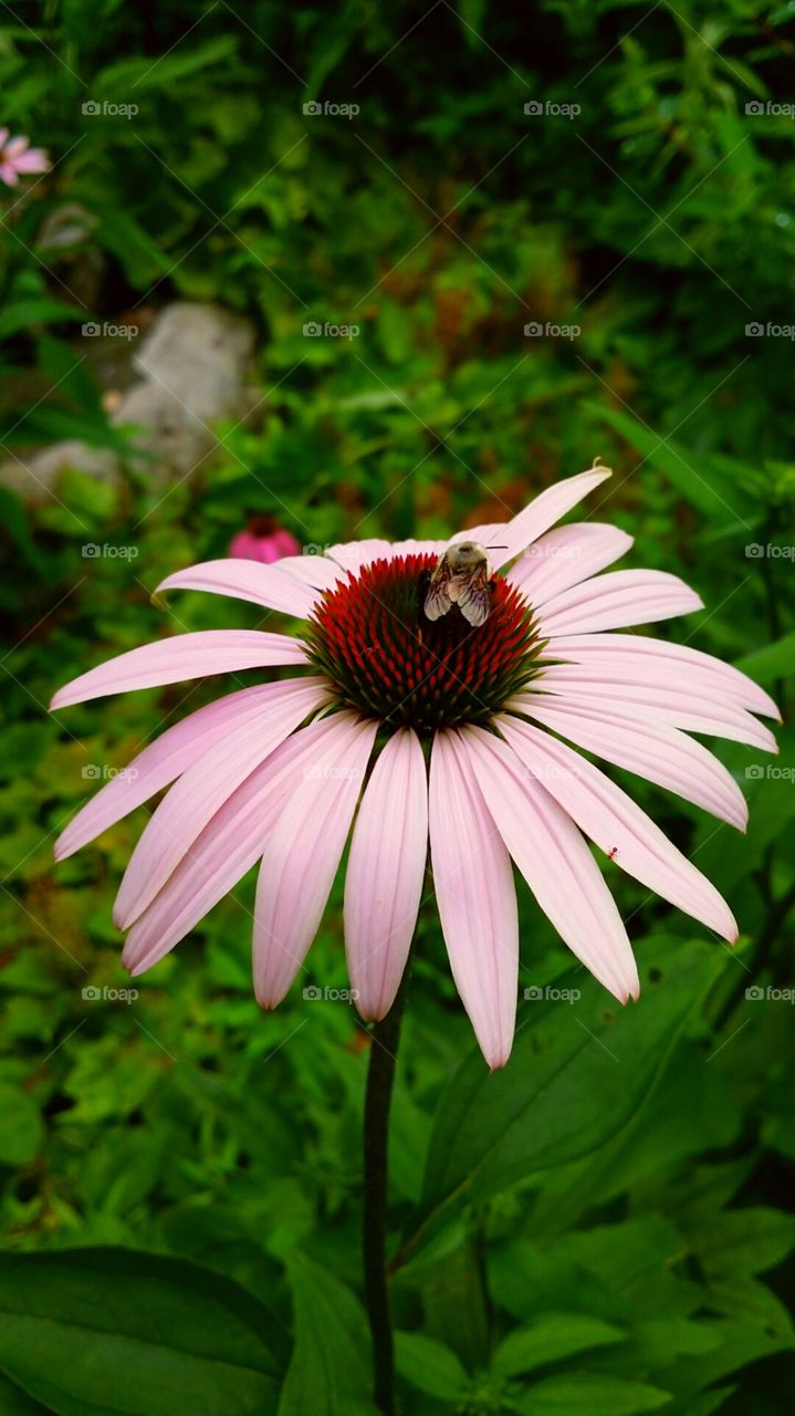 Bee on Echinacea