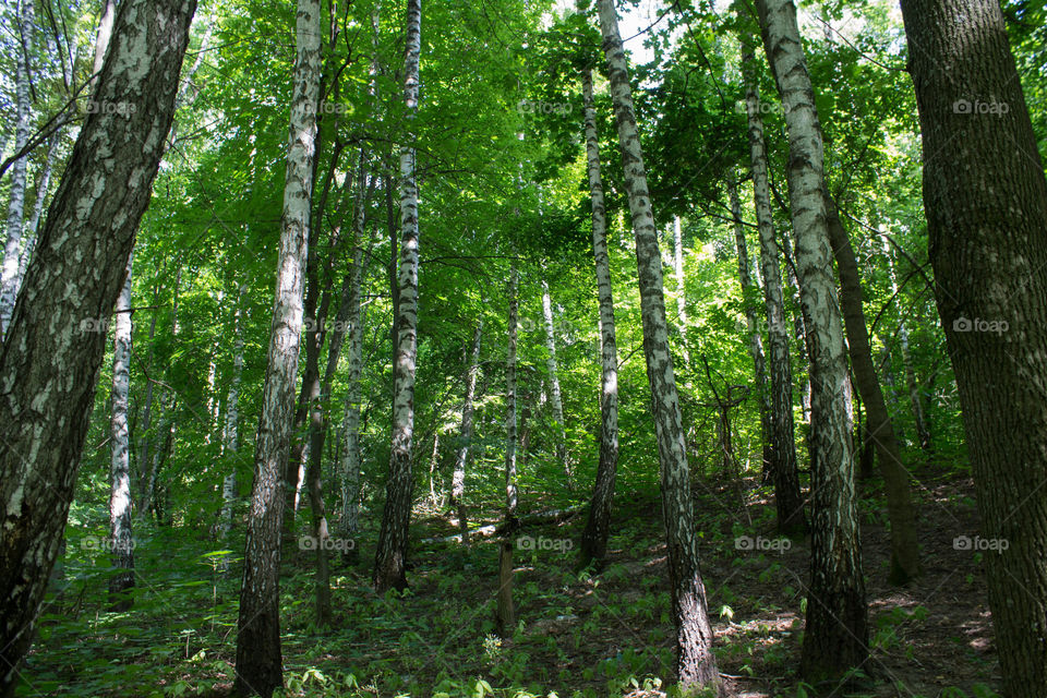 Wood, Nature, Leaf, Landscape, No Person