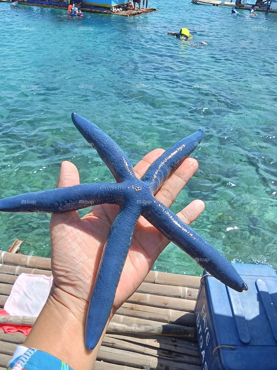 Starfish are marine invertebrates & are flat aquatic animals that move slowly and stick to the ocean they can live up to 35yrs.