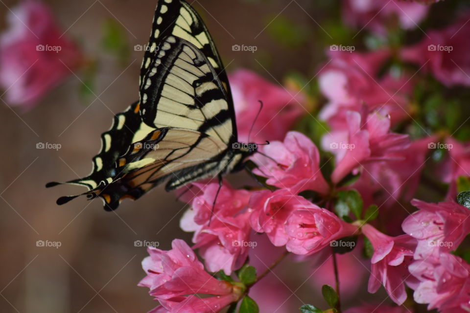 yellow butterfly and pink flowers bloom