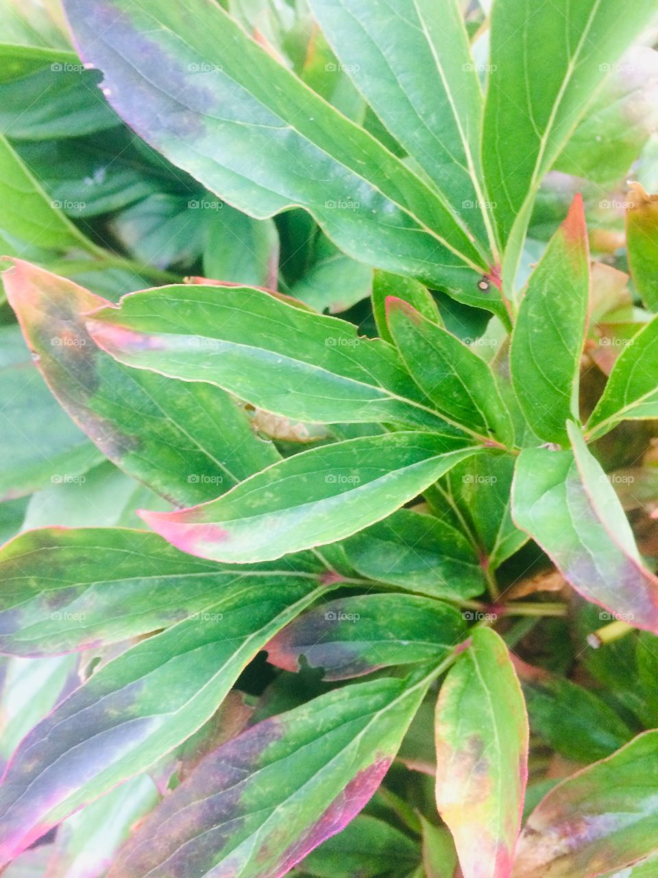 Leaves close up