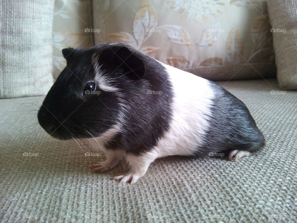 Side view of a guinea pig