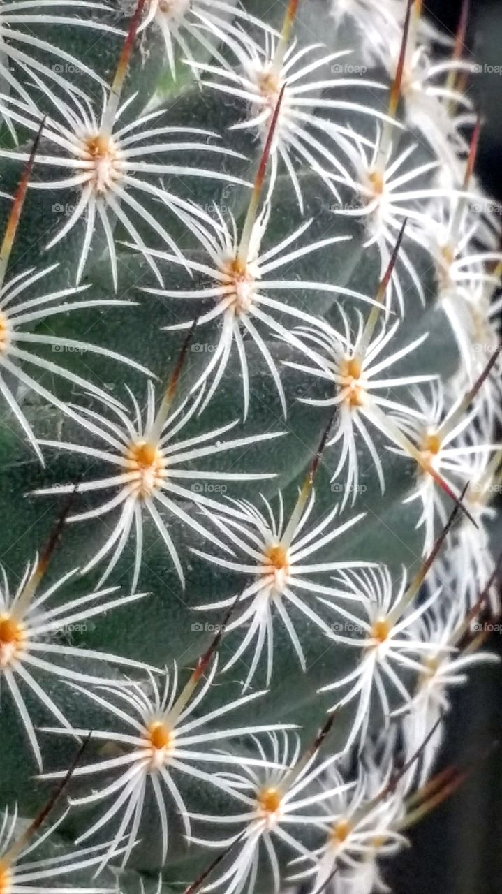 Cactus Candid