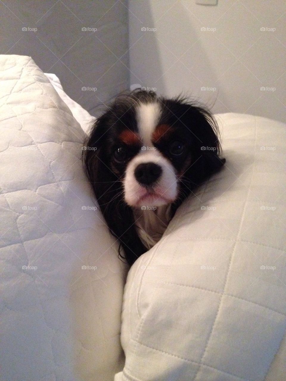 Dog between pillows