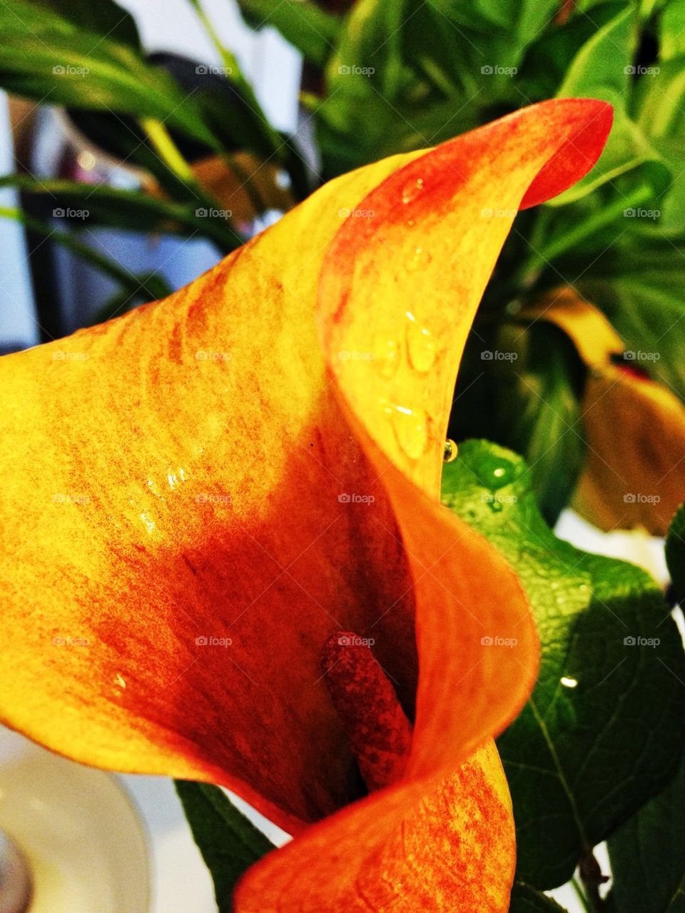 flower orange lily petals by hannahdagogo