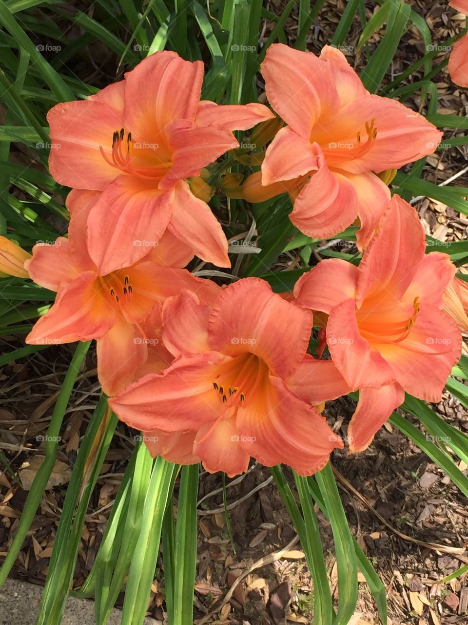 Pretty lilies