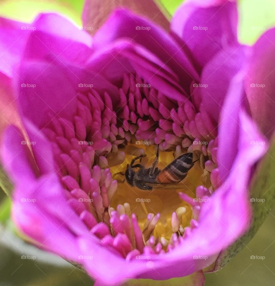 Bee is  finding honey inside beautiful lotus