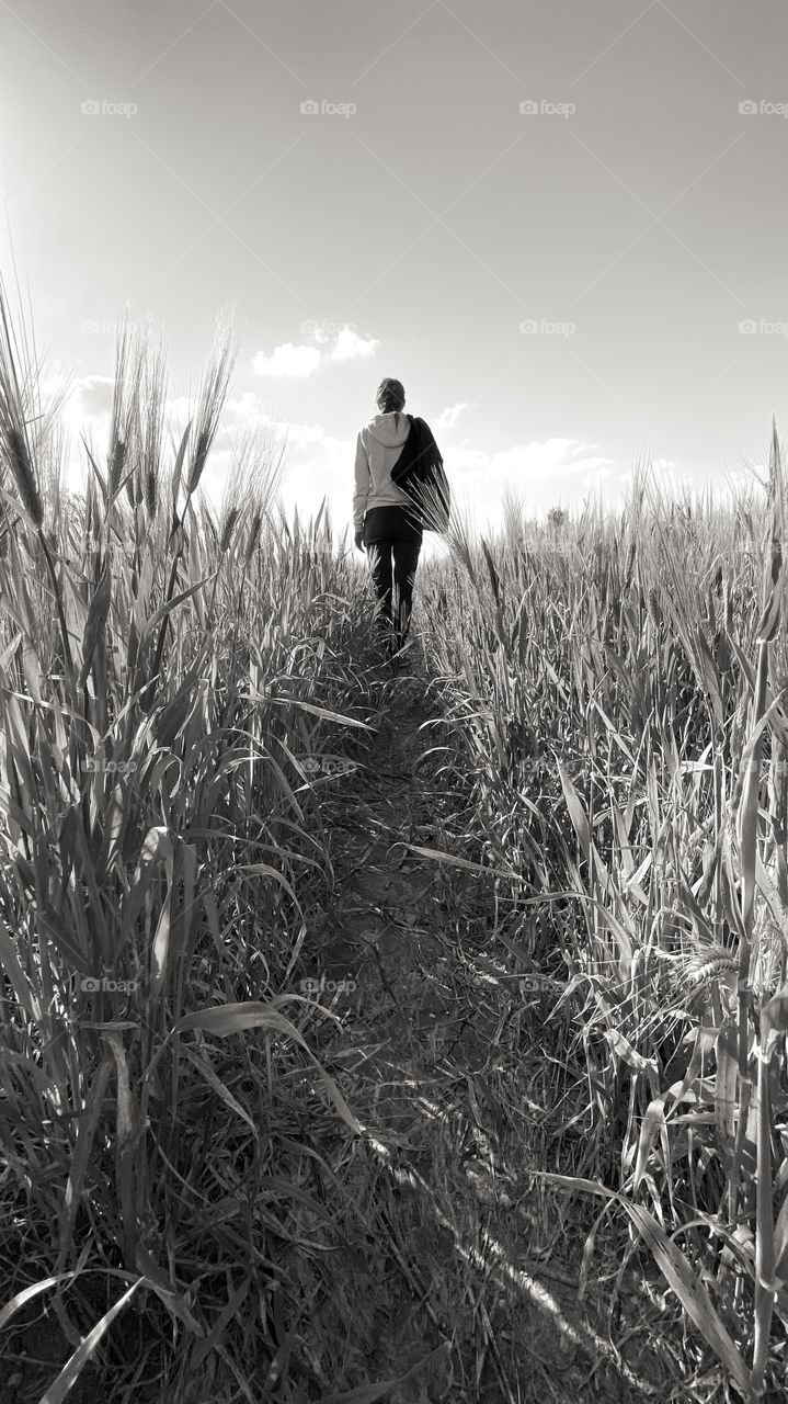 Walking through the files of barley. Destination: unknown. 