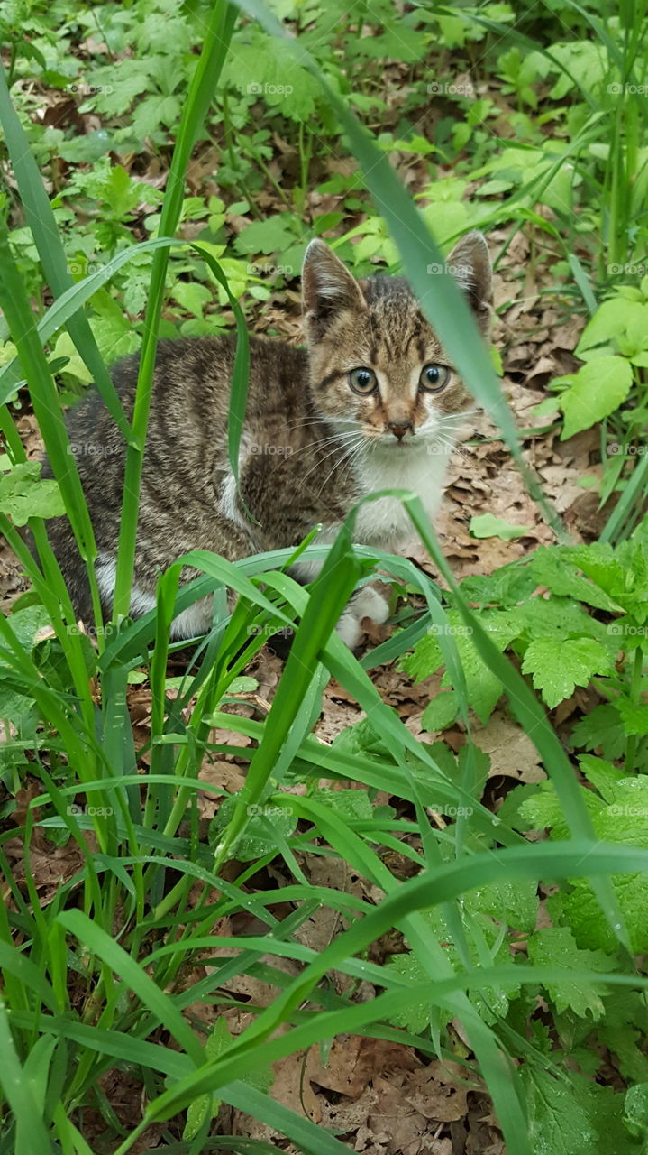 the cat is sitting in the grass