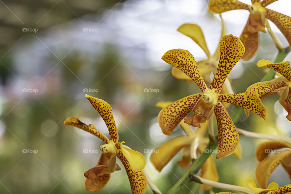 Beautiful Orange Orchid and patterned brown spots Background blurred leaves in the garden.