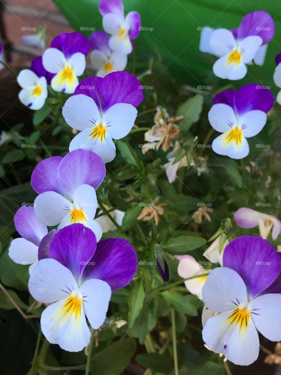 Purple pansies 