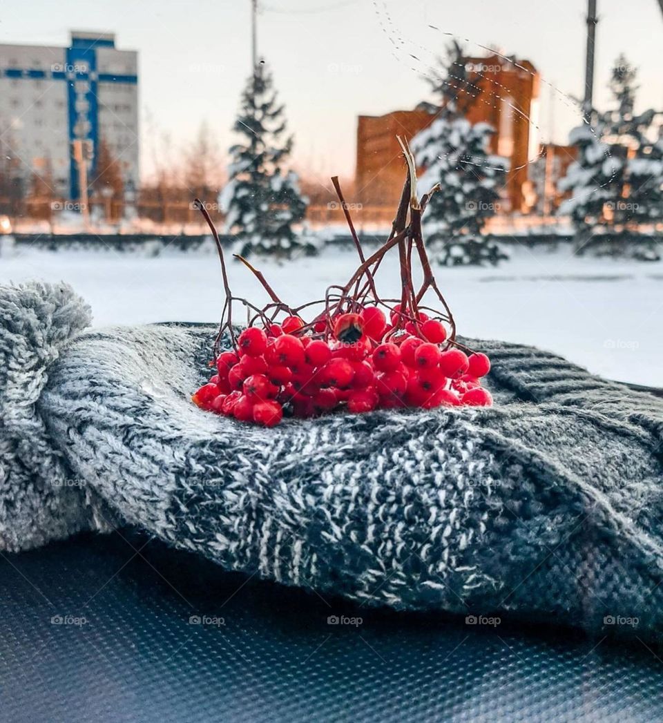 Рябина на снегу