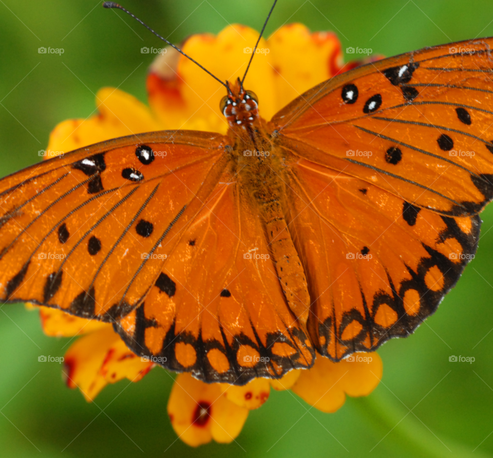 flower macro closeup face by lightanddrawing