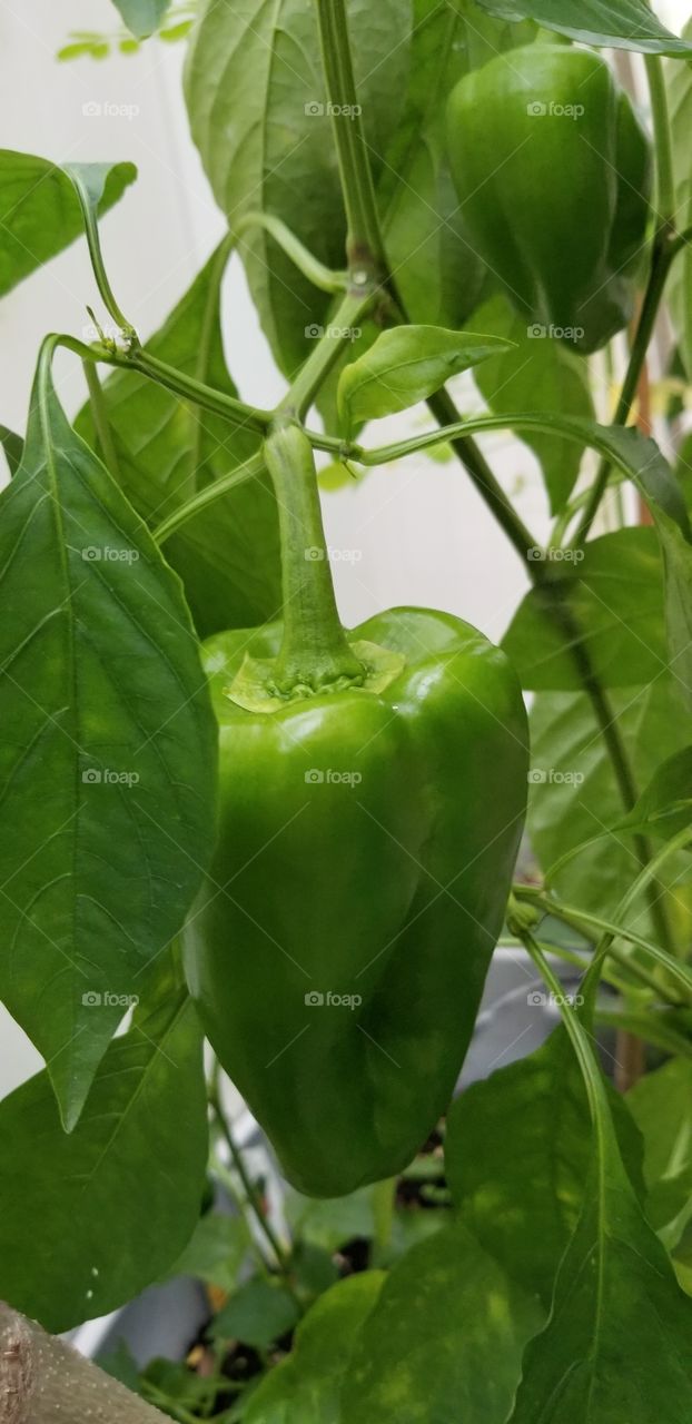 The pepper grows