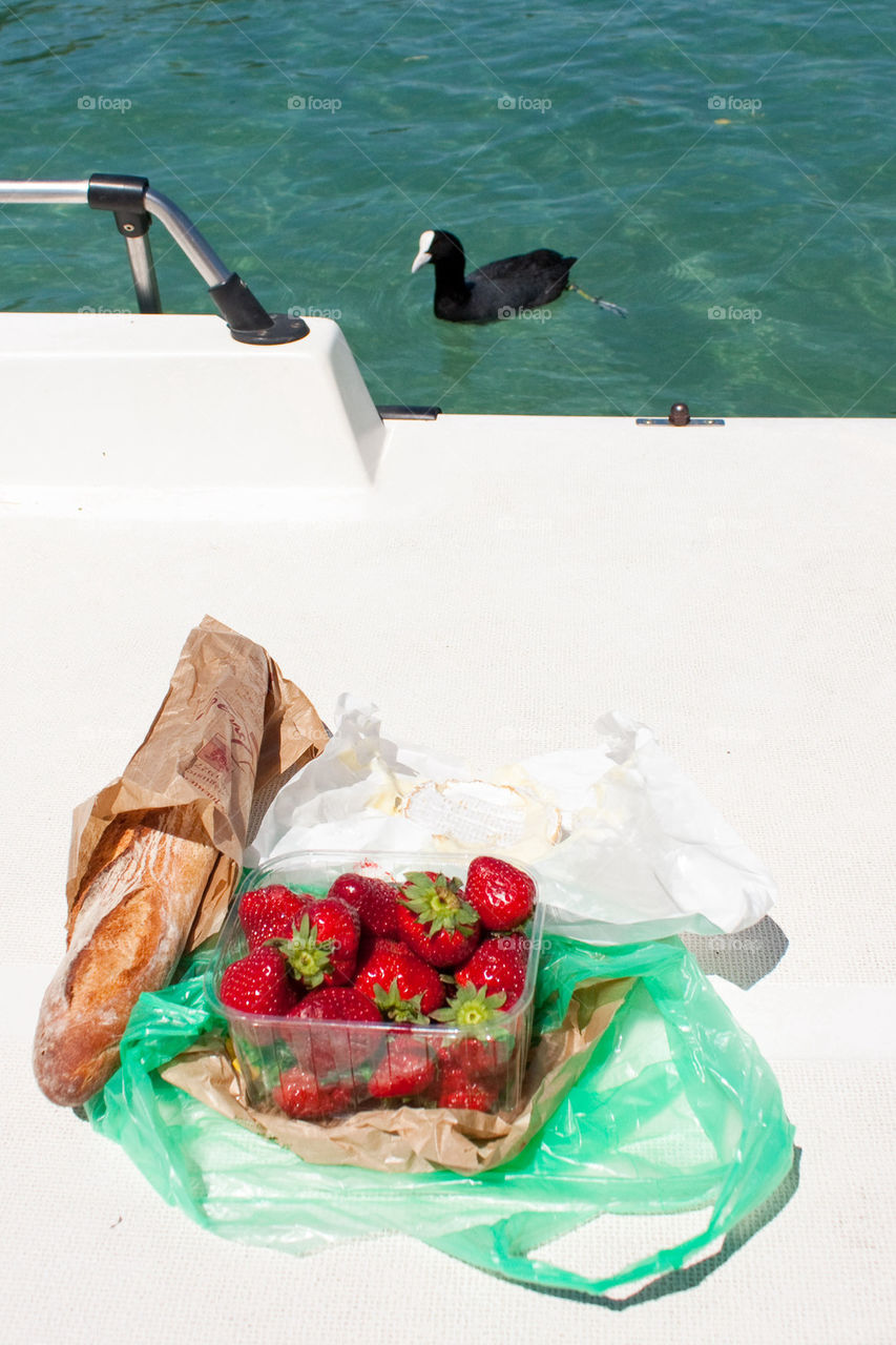 Begging coot bird 