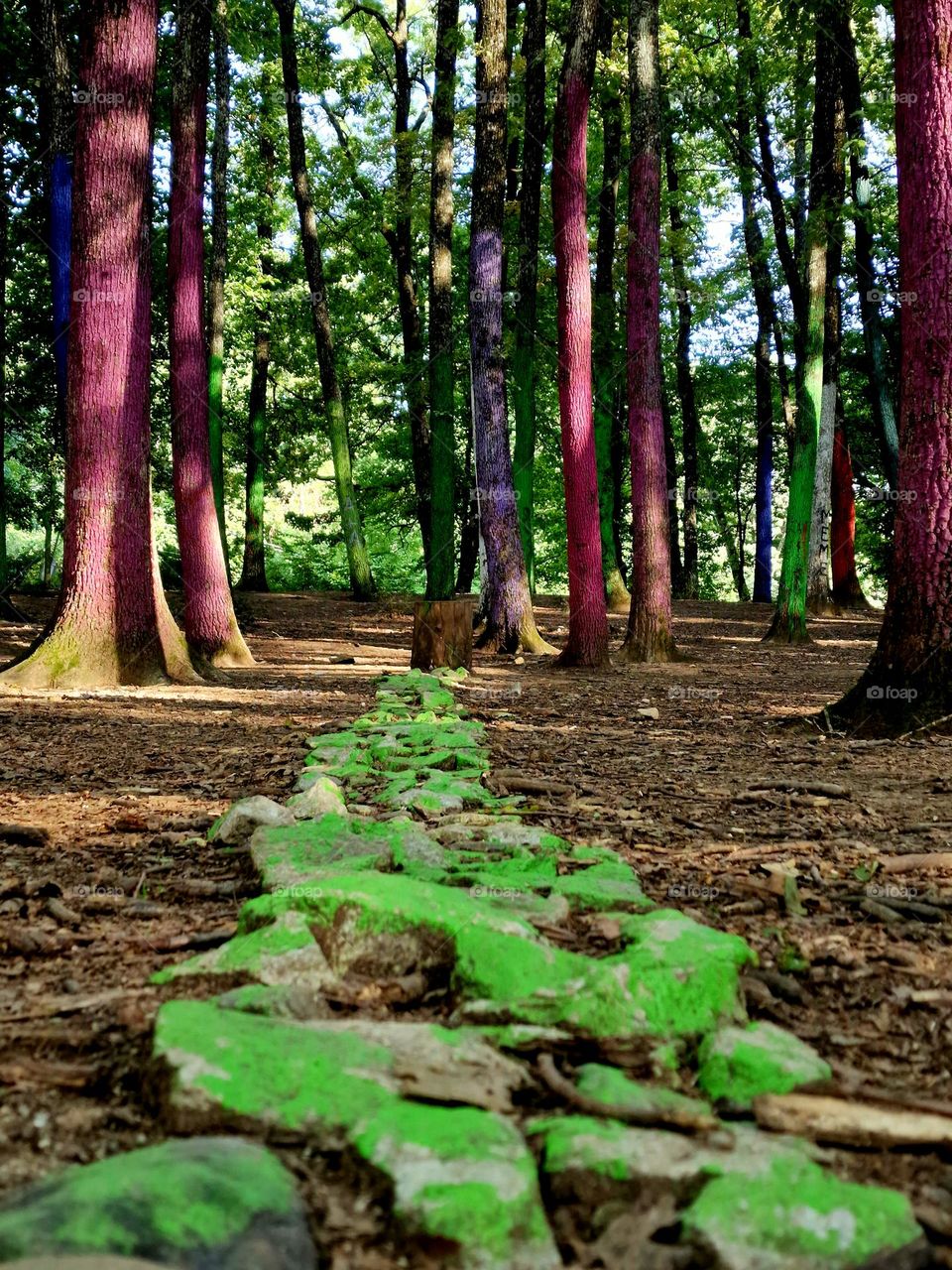 the magenta trees