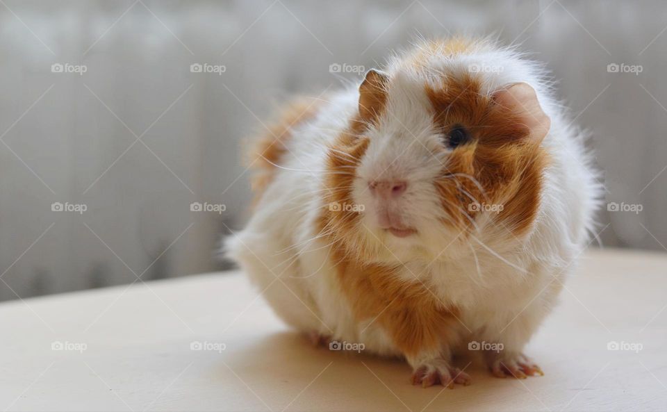 Guinea pig beautiful portrait close up home