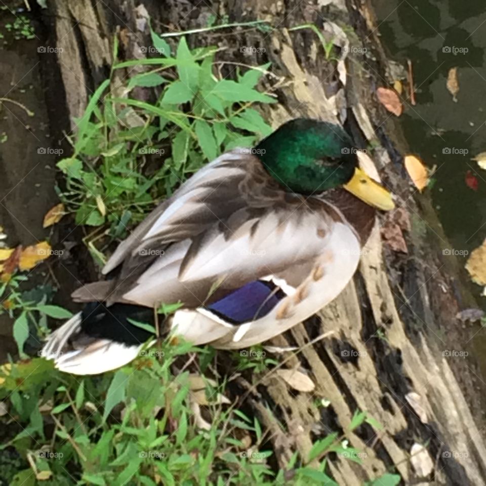 Duck. Taken on a walk in Georgetown, DC